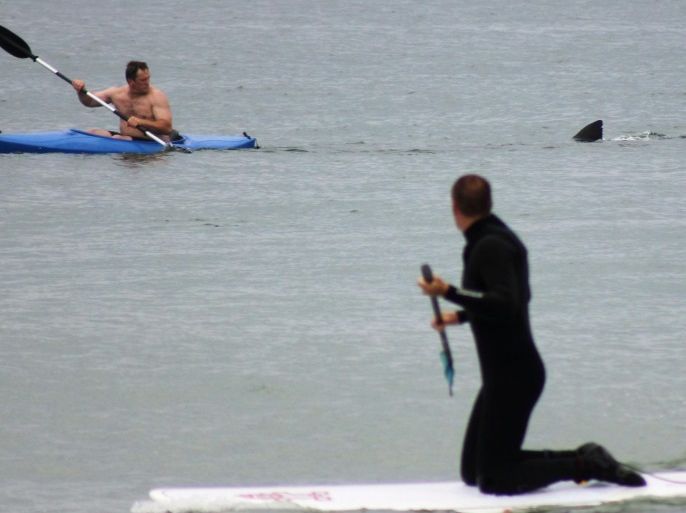 Walter Szulc Jr., in kayak at left, looks back at the dorsal fin of an approaching shark at Nauset Beach in Orleans, Mass. in Cape Cod on Saturday, July 7, 2012. An unidentified man in the foreground looks towards them. No injuries were reported. The previous week, a 12- to 15-foot great white shark was seen off Chatham in the first confirmed shark sighting of the season according to a state researcher. Two more sightings were reported Tuesday, July 2, 2012. The same waters are filled with seals, which draw the sharks because they are a favorite food of the animal.