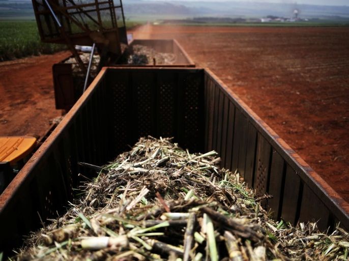 Sugar cane is loaded into a truck on the property of Grupo Moreno in Ribeirao Preto, in the northeastern region of the state of Sao Paulo, Brazil, September 15, 2016. Picture taken September 15, 2016. REUTERS/Nacho Doce