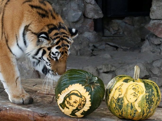 Yunona, a four-year-old female Amur tiger, stands near pumpkins with faces of U.S. presidential nominees Hillary Clinton and Donald Trump as it predicts the result of U.S. presidential election at the Royev Ruchey zoo in Krasnoyarsk, Siberia, Russia, November 7, 2016. REUTERS/Ilya Naymushin