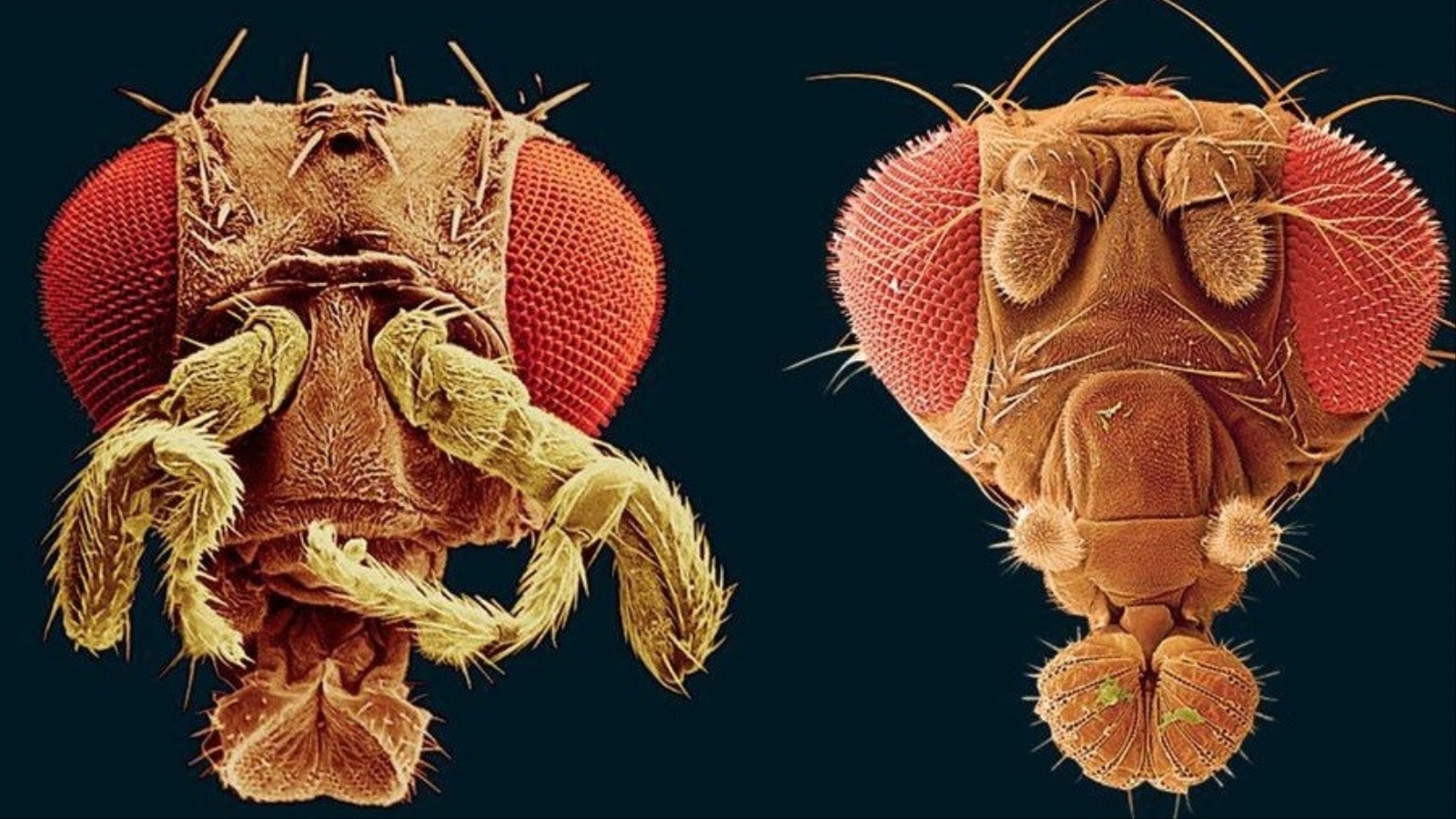 على اليمين، ذبابة فاكهة بقرون استشعار طبيعية. إلى اليسار، ذبابة فاكهة بأقدام موضع قرون الاستشعار.
