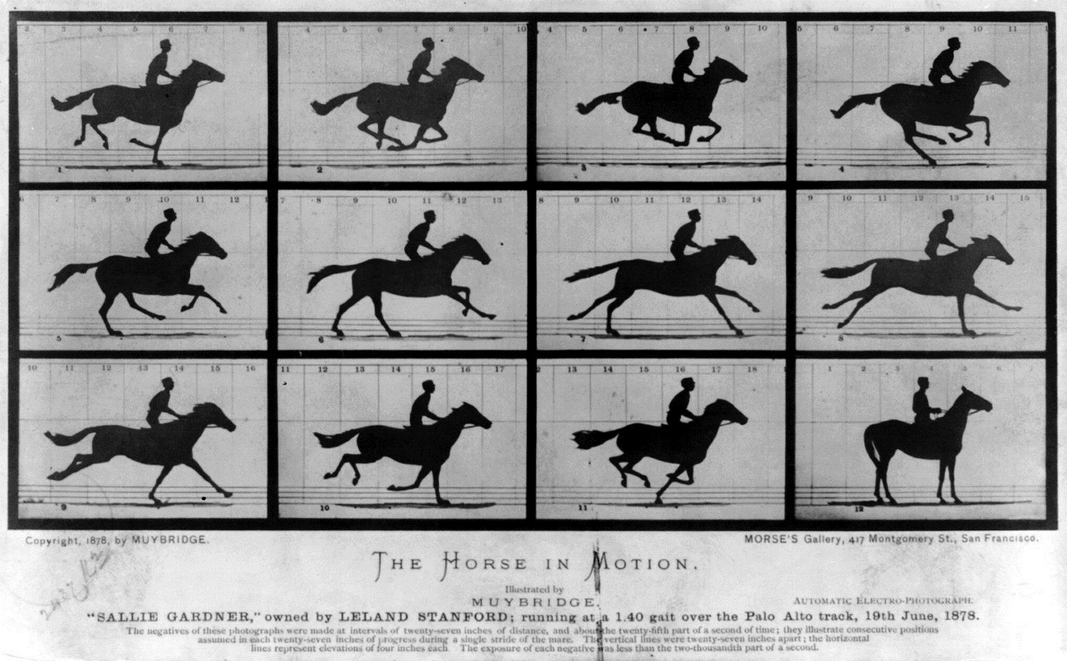 12 صورة من 12 كاميرا التقطها ميوبريدج ليثبت أن الحصان يرفع حوافره الأربعة عن الأرض (مواقع التواصل)
