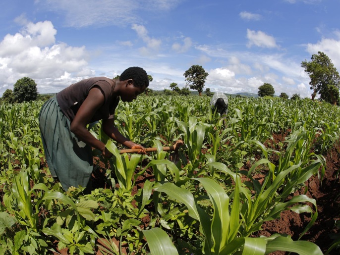 Subsistence farmer work their field of maize after late rains near the capital Lilongwe, Malawi February 1, 2016. Floods and an El Nino-triggered drought have hit the staple maize crop, exposing the fragility of Malawi's progress, which was partly rooted in a fertiliser grant for small-scale farmers that the government, now starved of donor funds, can ill afford. Picture taken February 1, 2016. Picture taken with fish-eye lens. To match Insight AFRICA-DROUGHT/MALAWI. R