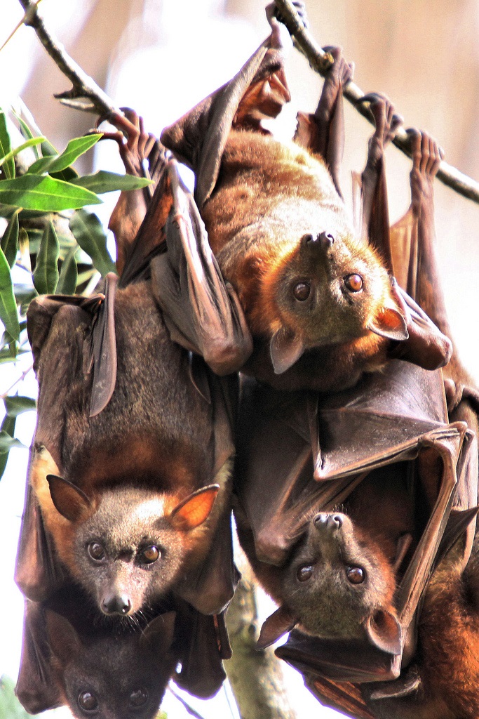 يمكن لأطفال الخفافيش أن تموت إذا امتنع عنها الغذاء لمدة 70 ساعة وغذاؤها الوحيد هو الدم (مواقع التواصل)