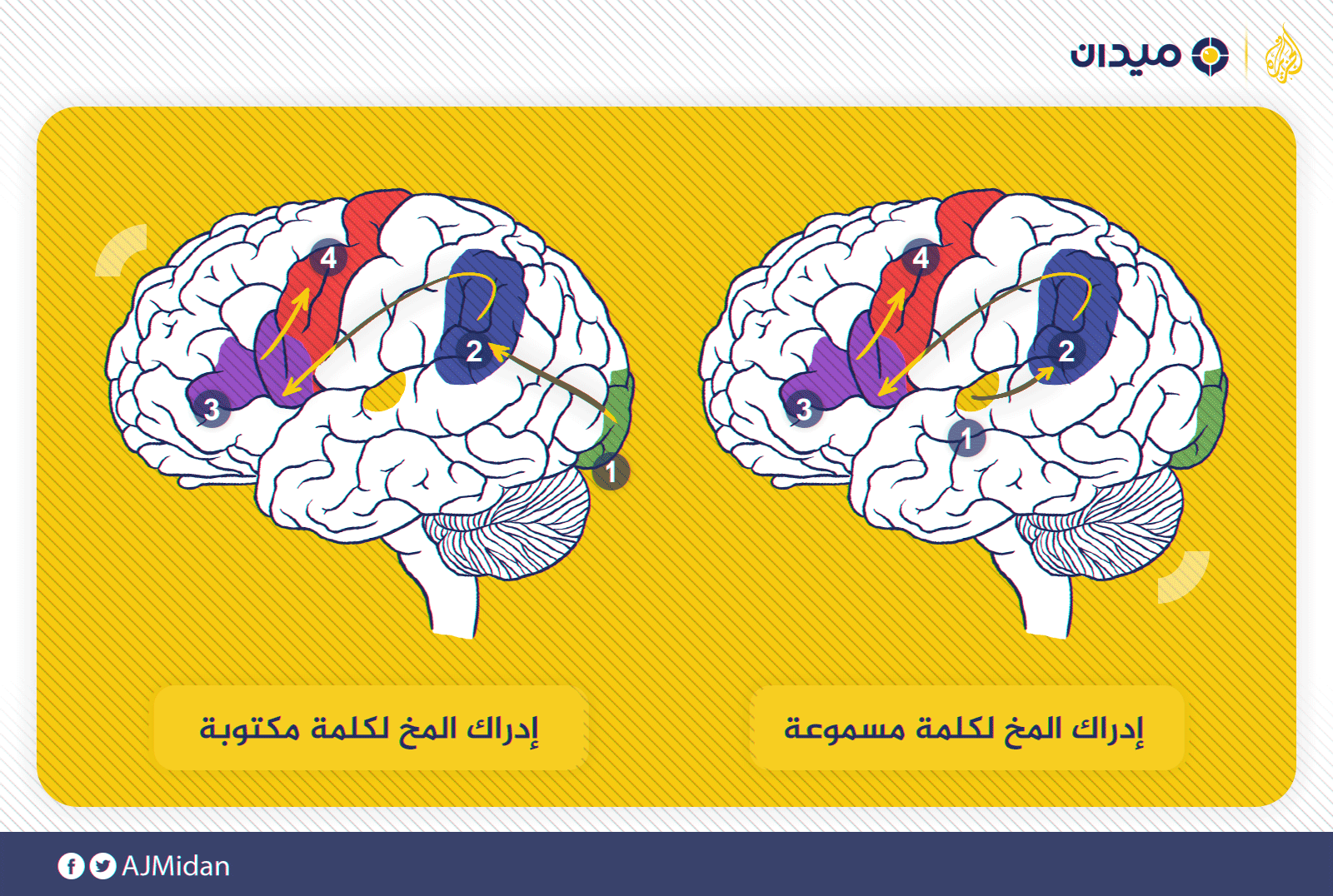 كيفية إدراك المخ لكلمة مكتوبة -إلى اليمين-. كيفية إدراك المخ لكلمة مسموعة وتكرارها -إلى اليسار (الجزيرة)