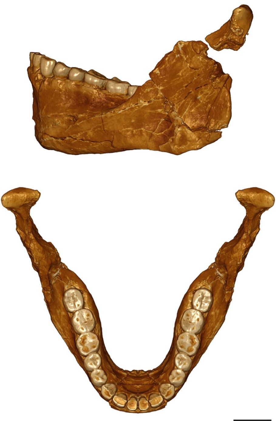 بعض الحفريات المكتشفة في جبل إيغود (نيتشر)