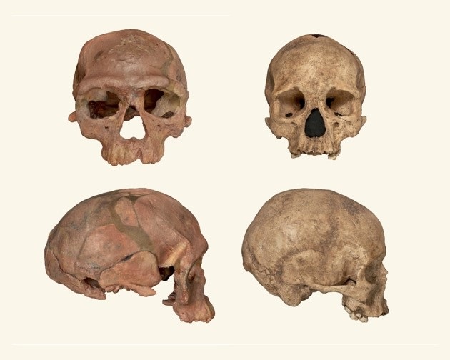 إلى اليمين يظهر البشر من الهوموسابيان بشكلهم الحالي، إلى اليسار البشر من الهوموسابيان الأول الذي اُكتشف في جبل إيغود، لاحظ تشابه ملامح الوجه، لكن بالنسبة للجمجمة فتبدو ممتدة بشكل أوضح (نيتشر)