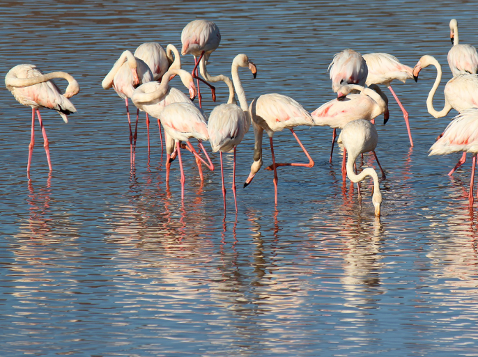 midan - flamingo