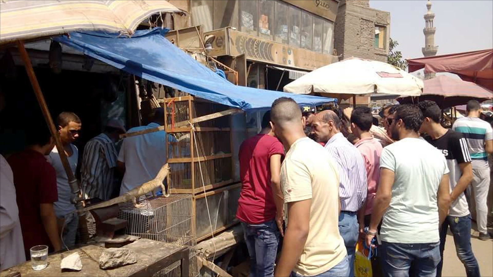 ‪سوق الزواحف يشهد إقبالا كبيرا من الهواة والطلاب والباحثين‬ (الجزيرة)