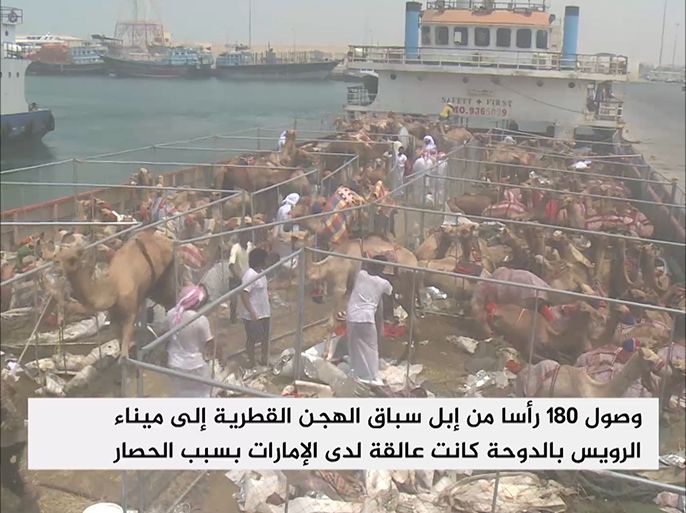 وصل إلى ميناء الرويس شمال الدوحة اليوم، مئة وثمانون من جمال "سباقات الهِجِنْ" القطرية التي كانت عالقة لدى دولة الإمارات بسبب الحصار المفروض على دولة قطر، منذ الخامس من يونيو/حزيران الماضي.