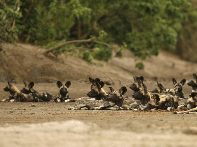 A critically endangered pack of African wild dogs (Lycaon pictus) lies on a riverbed after killing and eating a Bushbuck in the Mana Pools National Park, a World Heritage Site, in northern Zimbabwe November 7, 2009. There are only an estimated 3000 to 5000 of the efficient predators left in the wild on the continent. REUTERS/Howard Burditt (ZIMBABWE ENVIRONMENT ANIMALS)