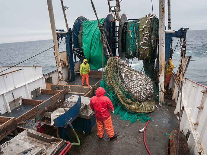 Cod end of fishing trawler net full of haddock, pollock, cod fish and dogfish. Georges Bank, New England