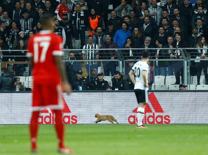 Soccer Football - Champions League Round of 16 Second Leg - Besiktas vs Bayern Munich - Vodafone Arena, Istanbul, Turkey - March 14, 2018 Besiktas fans look on as a cat runs onto the pitch during the match REUTERS/Osman Orsal