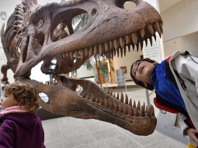 A boy looks inside the skull a Tyrannosaurus Rex replica at the Egidio Feruglio Museum in the Argentina's Patagonian city of Trelew, May 18, 2014. About 200 fossils belonging to at least seven animals were found in an area located in the Patagonian province of Chubut. Jose Luis Carballido, a palaeontologist at the Museo Egidio Feruglio, believes what has been recovered only constitutes of