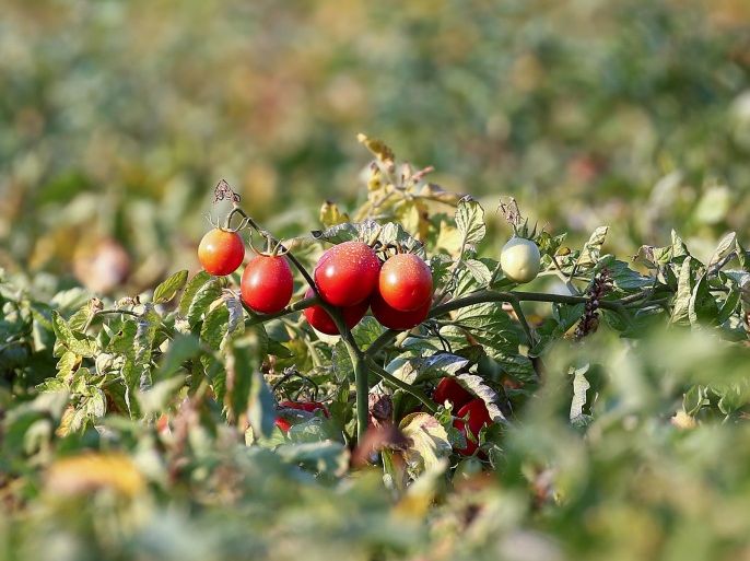 Tomato plants are seen in a field, near Foggia, Italy August 7, 2018. Picture taken August 7, 2018. REUTERS/Alessandro Bianchi