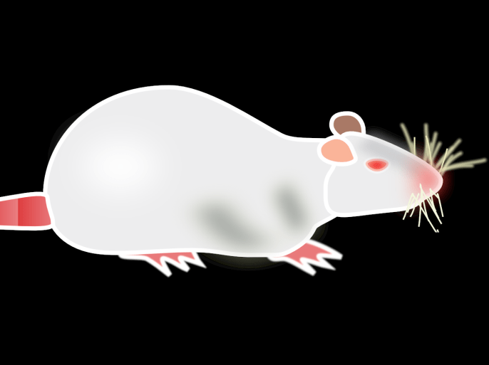 فأر تجارب فئران (بيكسابي)