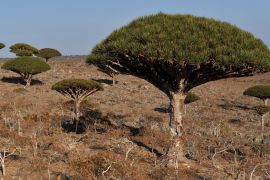 A picture made available 26 March 2013 shows Dragon blood treeS on the island of Socotra, in the Indian Ocean, some 250 miles off Yemen's coast, 13 March 2013.