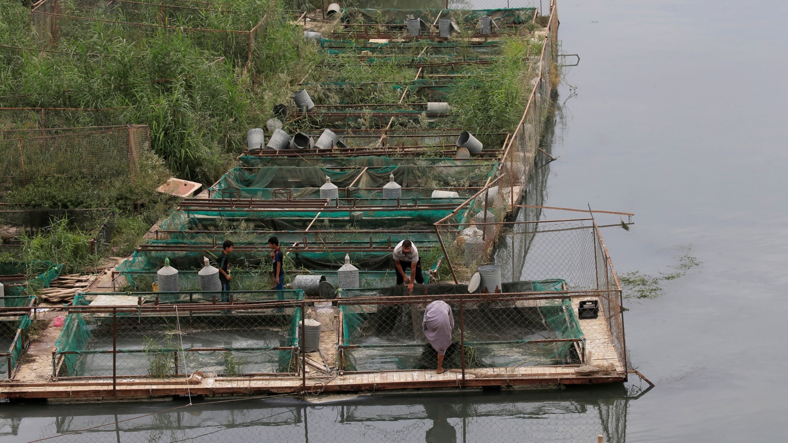 أصحاب مزارع الأسماك خسروا ملايين الدولارات بنفوق أسماكهم (رويترز)