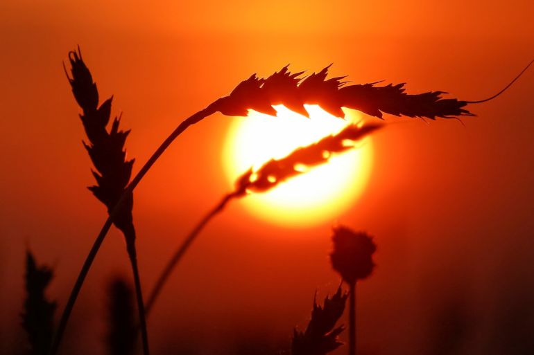 Ears of wheat are seen at sunset in a field of the Solgonskoye private farm outside the Siberian village of Talniki in Krasnoyarsk region, Russia September 7, 2018. Picture taken September 7, 2018. REUTERS/Ilya Naymushin