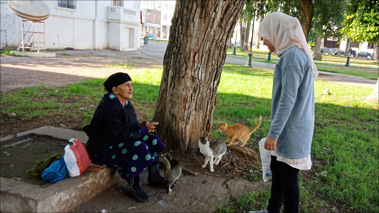 ‪زهرة أمزوك متطوعة في المبادرة مع العجوز نجمة وهي محاطة بقططها في الرباط‬  (الجزيرة)