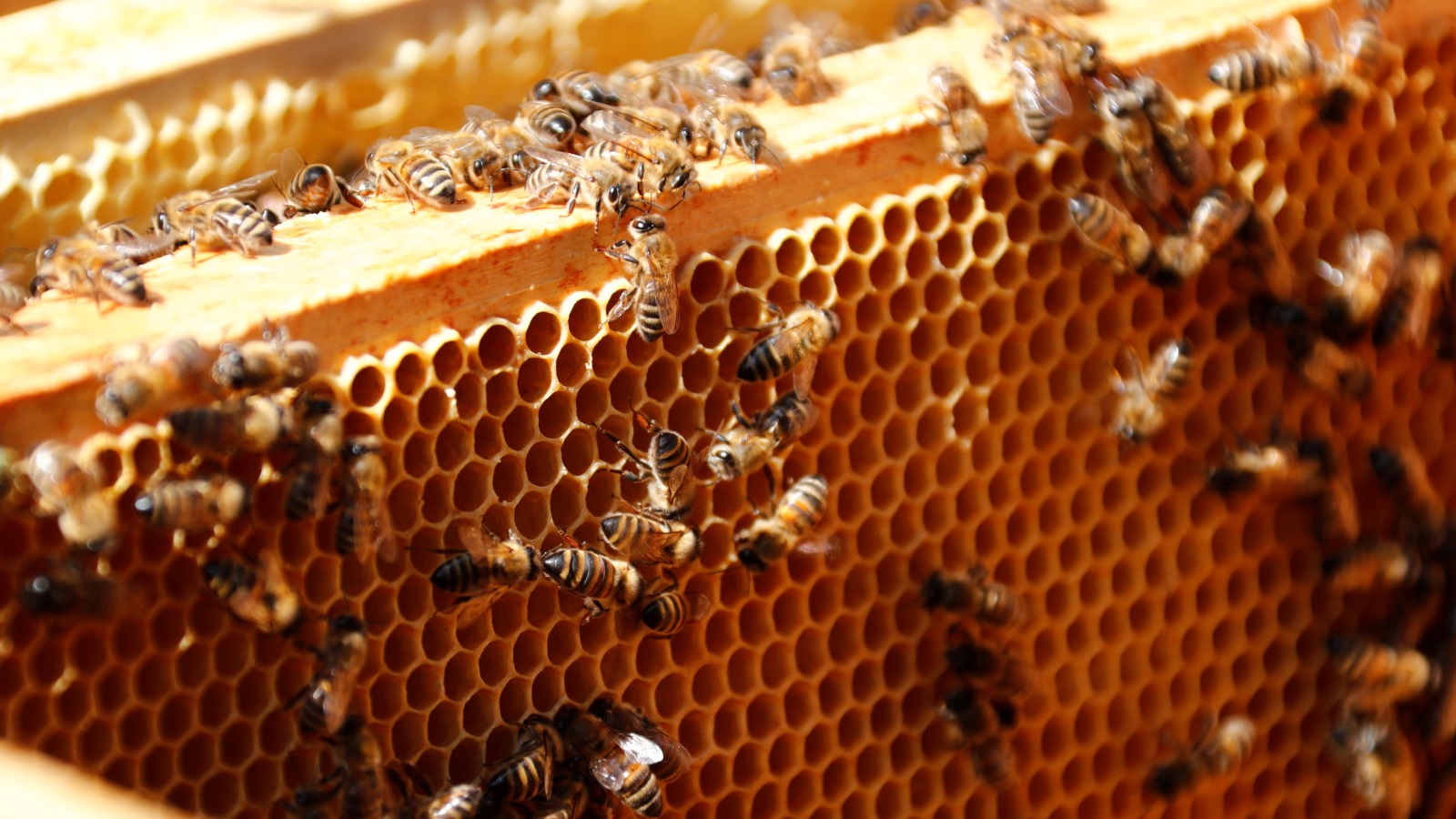 ‪ثلث الطعام الذي نستهلكه يوميا يعتمد على التلقيح وبشكل أساسي على النحل‬ (رويترز)