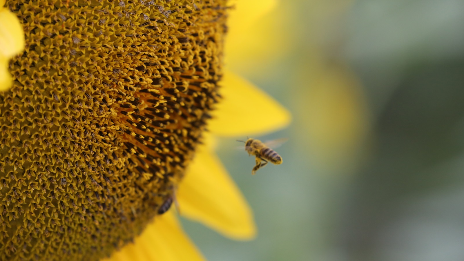 ‪‬ نبات عباد الشمس أحد نباتات عديدة تعتمد على النحل في التلقيح(الأناضول)