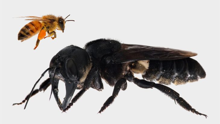 اضخم نحلة wallace's Giant Bee
