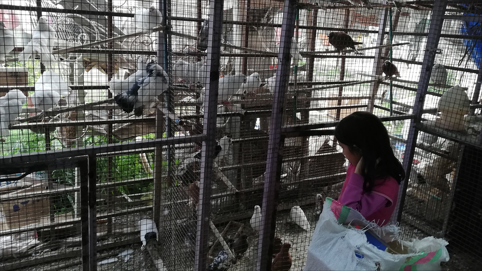 طفلة تشاهد أنواع الطيور في أحد الأسواق في بغداد (الجزيرة نت)