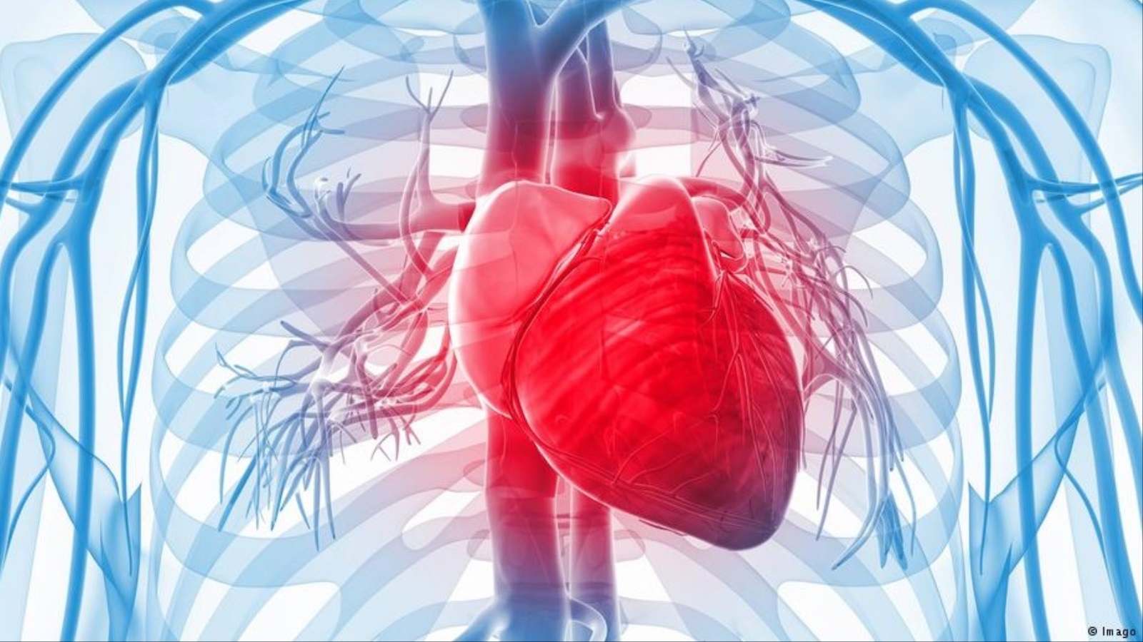 ‪القلب هو المسؤول عن ضخ الدم في الجسم وتزويد الخلايا بالأكسجين‬ (دويتشه فيله)