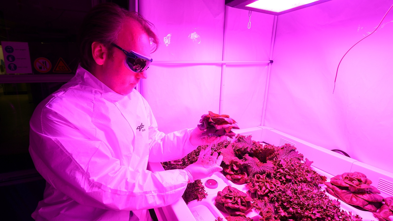 مركز الفضاء الألماني يجري تجارب على زراعة نباتات لاستكشاف إمكانية نجاح التجربة في مستعمرات مريخية محتملة (غيتي)