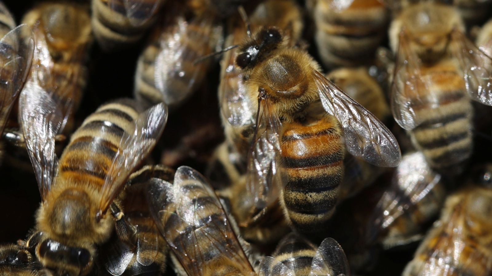  يأمل باحثو الدراسة أن يزود النموذج الخاص بهم العلماء بمخطوطة عالمية لفك شفرات لغة النحل (رويترز)