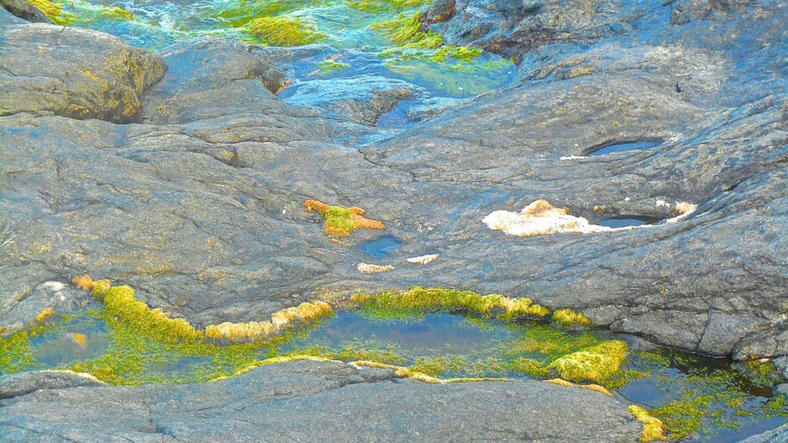  أهمية الأعشاب البحرية تمتد لتوفير كميات كبيرة من الطعام للثروة السمكية وامتصاص الكربون الزائد من المياه (بيكسابي)