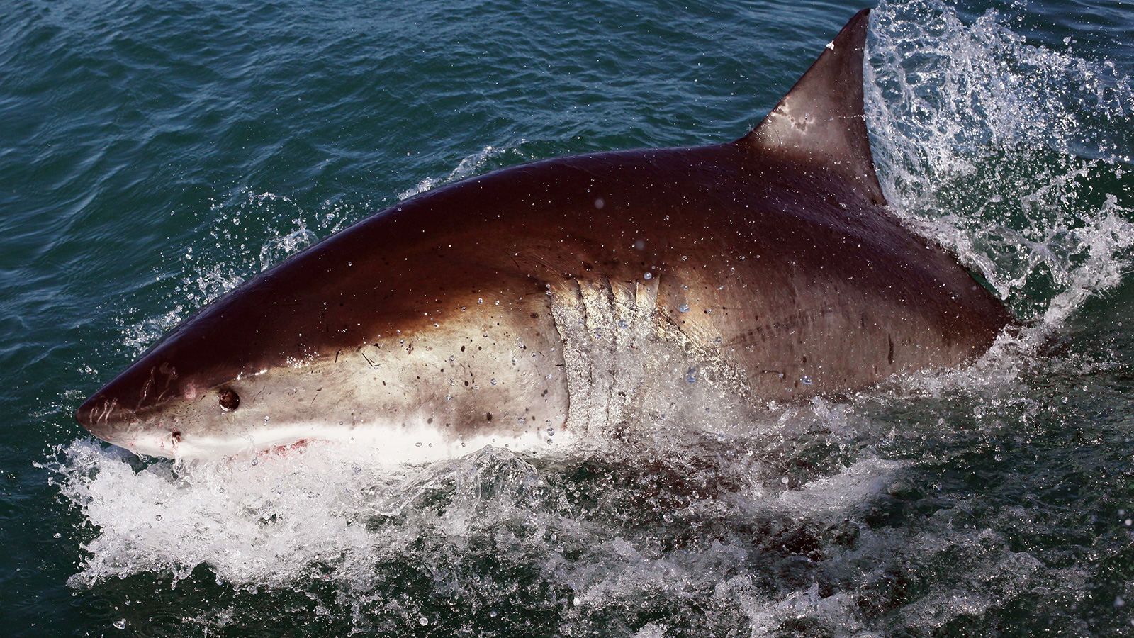  القرش الأبيض الكبير يميل للعيش بالمحيطات وينفق حين يتم نقله إلى حوض (غيتي)