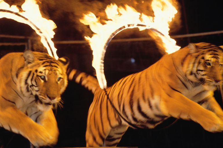 Two tigers leaping through burning rings of fire at circus