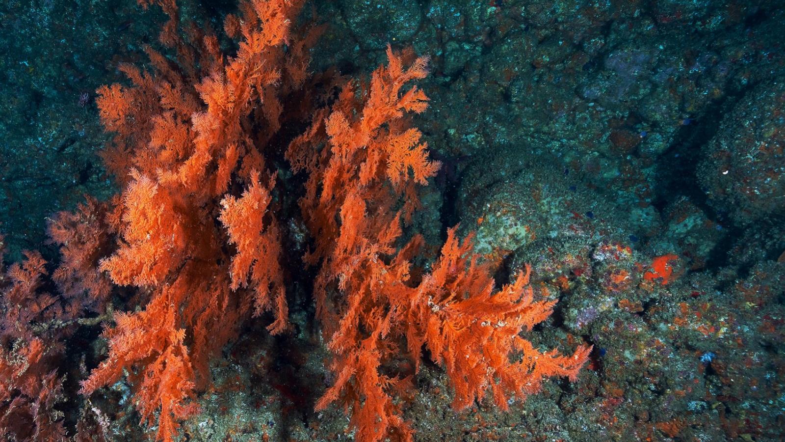 ‪الطحالب الحمراء من بين أكثر الكائنات الحية كفاءة في تحويل الطاقة على الأرض‬ (مواقع التواصل)