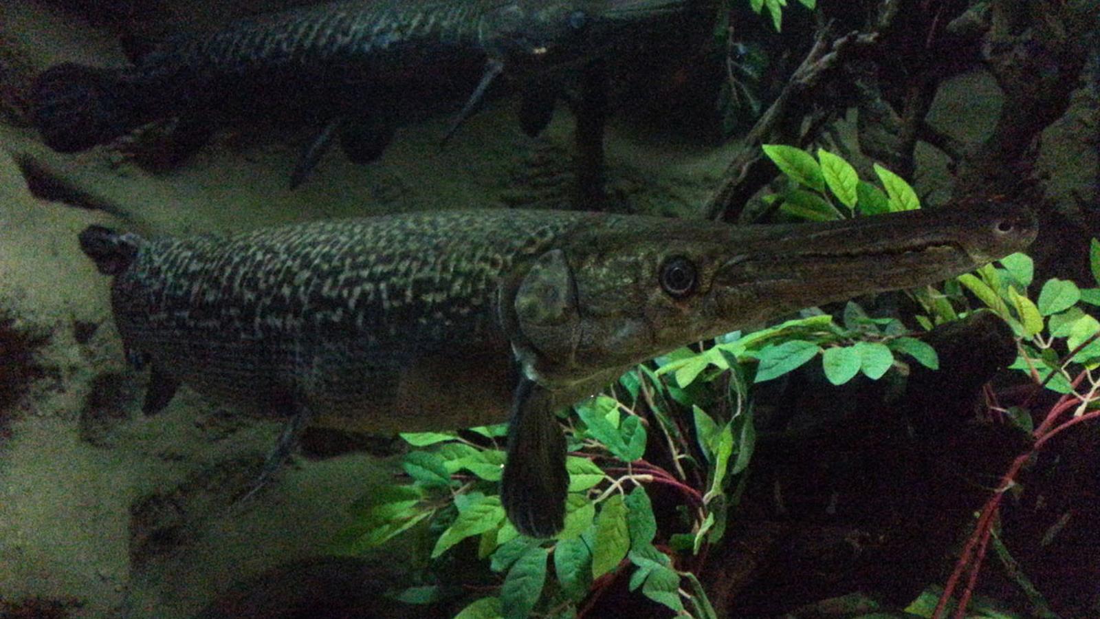 ‪(ويكيميديا)‬ أسماك الغار تتطور ببطء وحافظت على المورثات الجينية للأجداد أكثر من الأسماك الأخرىتتطور 
