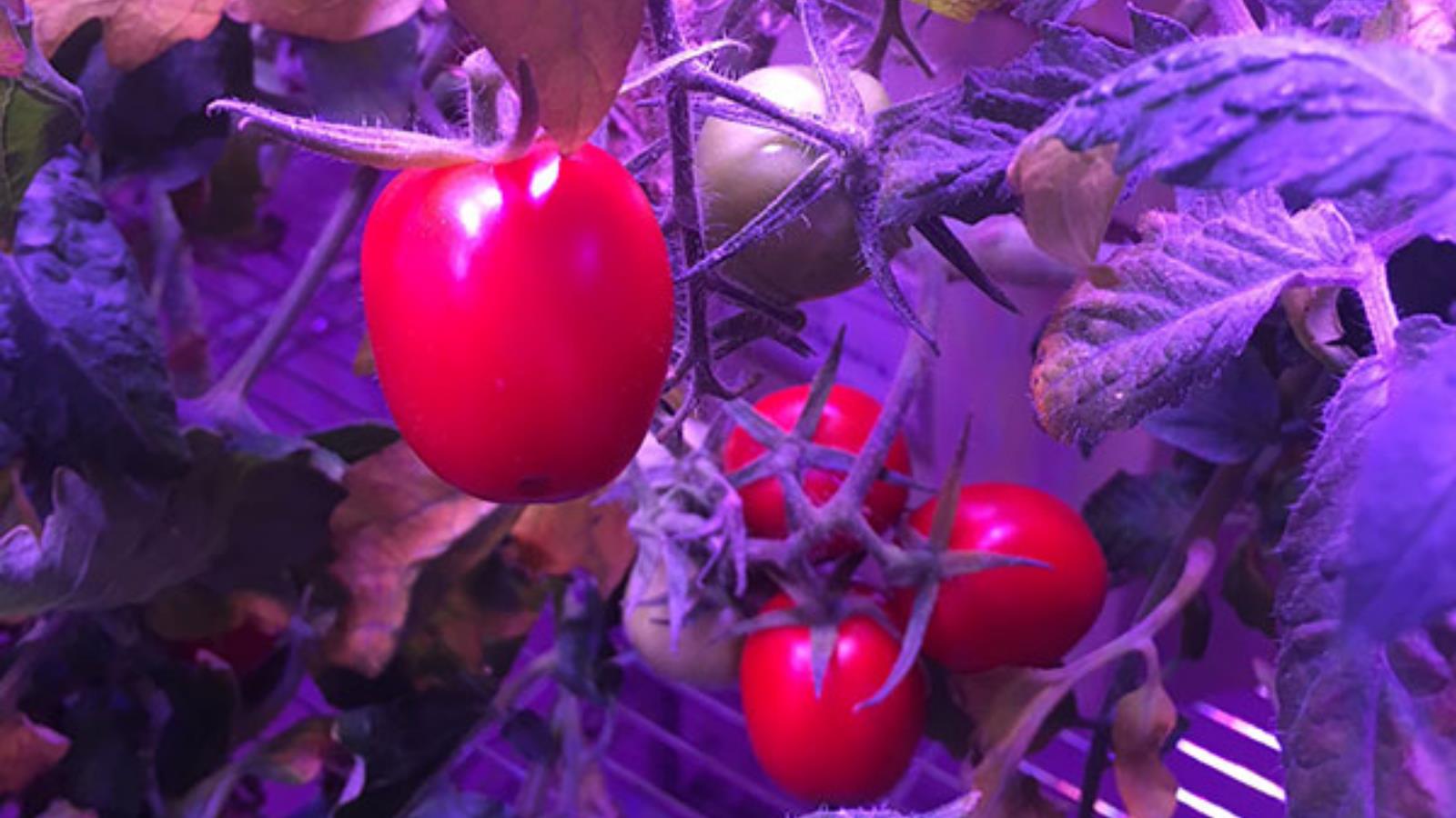 ‪نجحت تجربة استنبات الطماطم سابقا على متن محطة الفضاء الدولية (مواقع إلكترونية)‬ نجحت تجربة استنبات الطماطم سابقا على متن محطة الفضاء الدولية (مواقع إلكترونية)