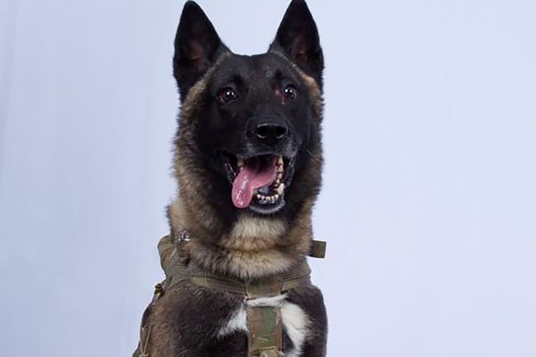 An unidentified military working dog, wounded in the U.S. special forces raid on the Syria compound of Islamic State leader Abu Bakr al-Baghdadi, is seen in this declassified photograph released by the White House on October 28, 2019. The White House/Handout via REUTERS THIS IMAGE HAS BEEN SUPPLIED BY A THIRD PARTY. TPX IMAGES OF THE DAY