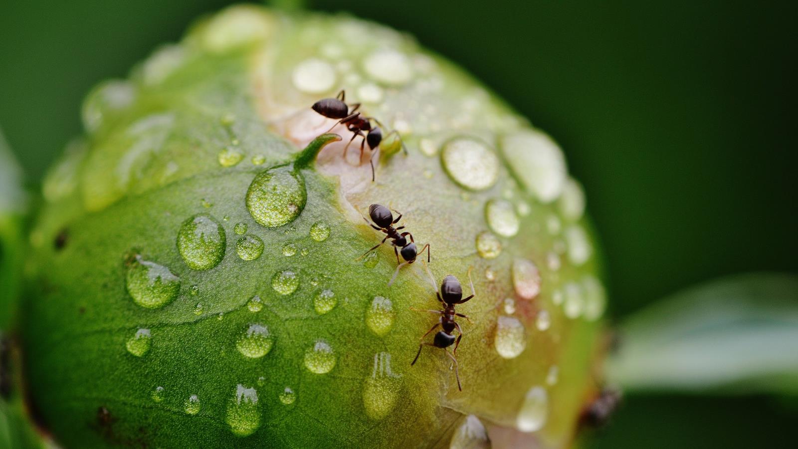 ‪وجود النمل على النباتات يتسبب في تقليل إصابتها بالأمراض بنسبة 59%‬ (بيكسابي)