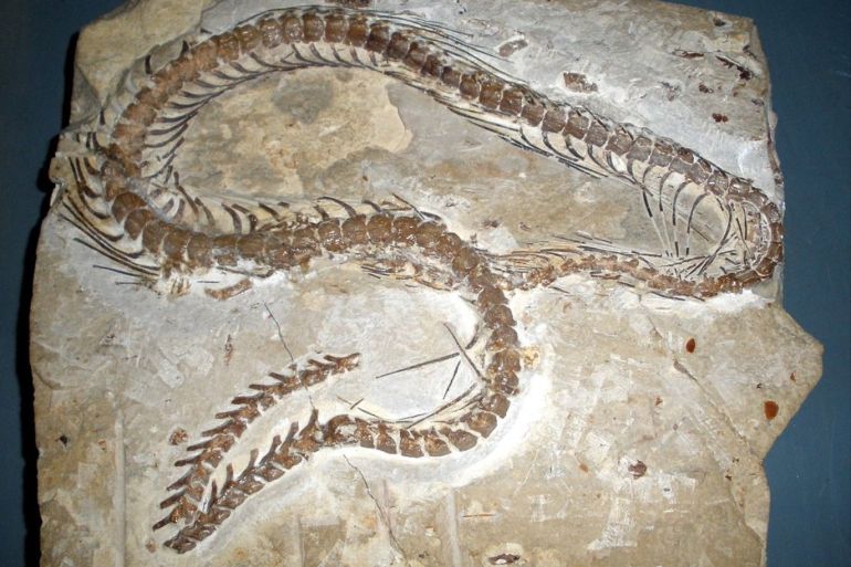 تنتمي الحفرية إلى مجموعة الثعابين المنقرضة "نجاش" (ويكيبيديا)