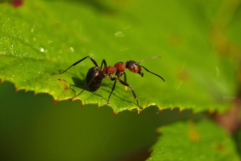 Said سعيد - غدد النمل تفرز مركبات كيميائية تعمل كمضادات حيوية – بيكساباي – متاح الاستخدام - النمل يحمي النبات من 14 نوع من الآمراض على الأقل