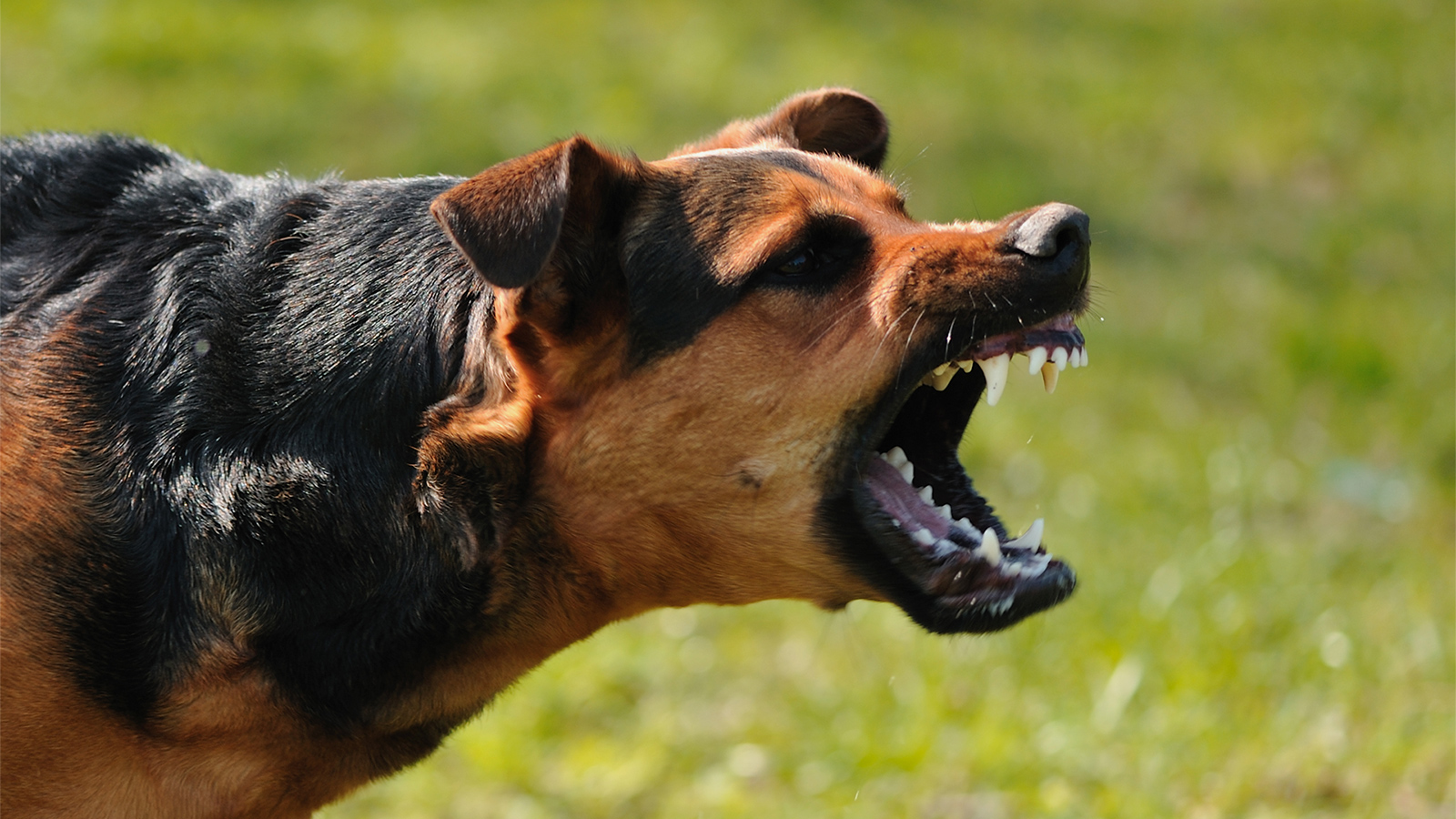 67 كلبا تم أخذ عينات منها للتعرف على الكلب أو الكلاب التي تسببت في وفاة الضحية (غيتي )