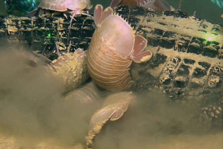 القشريات تتزاحم على جثة القاطور في أعماق مياه الخليج (الائتلاف البحري لجامعات لويزيانا)