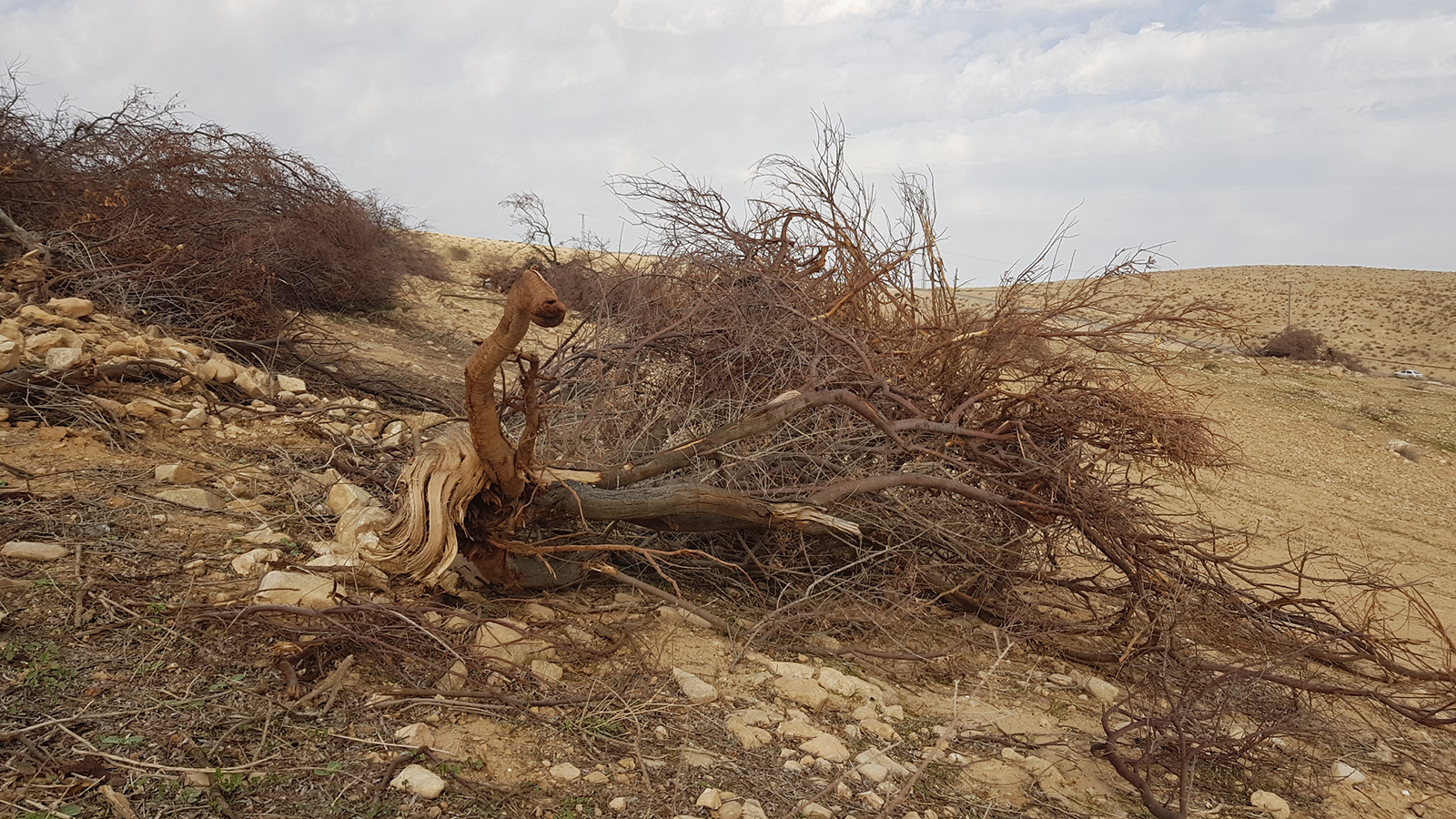 أشجار اقتلعها الاحتلال من محمية طبيعية فلسطينية (الجزيرة)