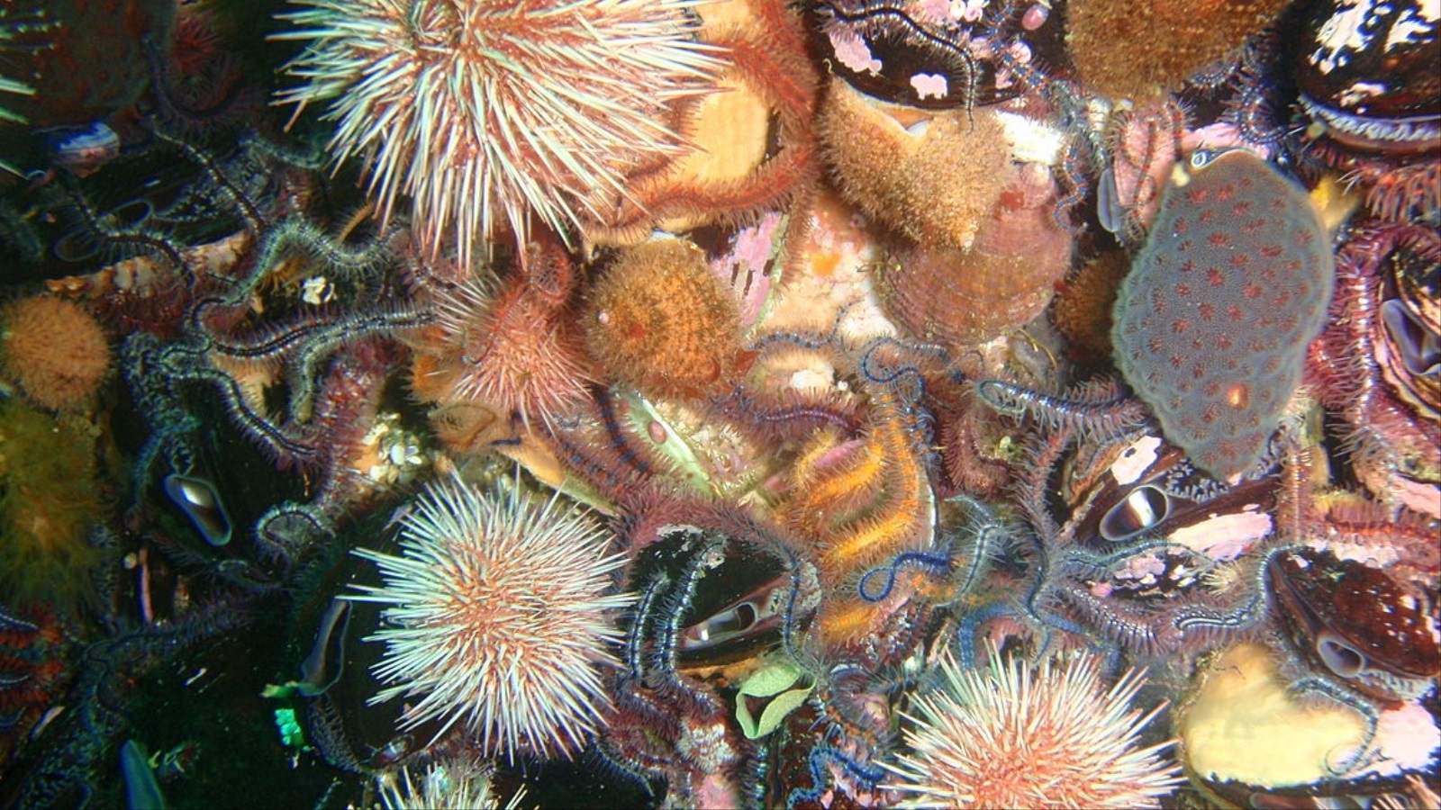 ‪نجم البحر الهش من الكائنات البحرية اللافقارية وينتمي إلى شعبة شوكيات الجلد (ويكيميديا كومونز)‬ نجم البحر الهش من الكائنات البحرية اللافقارية وينتمي إلى شعبة شوكيات الجلد (ويكيميديا كومونز)