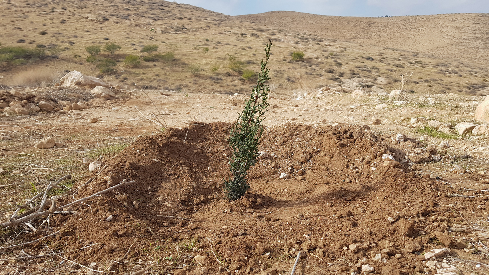 أشجار زرعها المواطنون الفلسطينيون مكان أشجار اقتلعها الاحتلال (الجزيرة)
