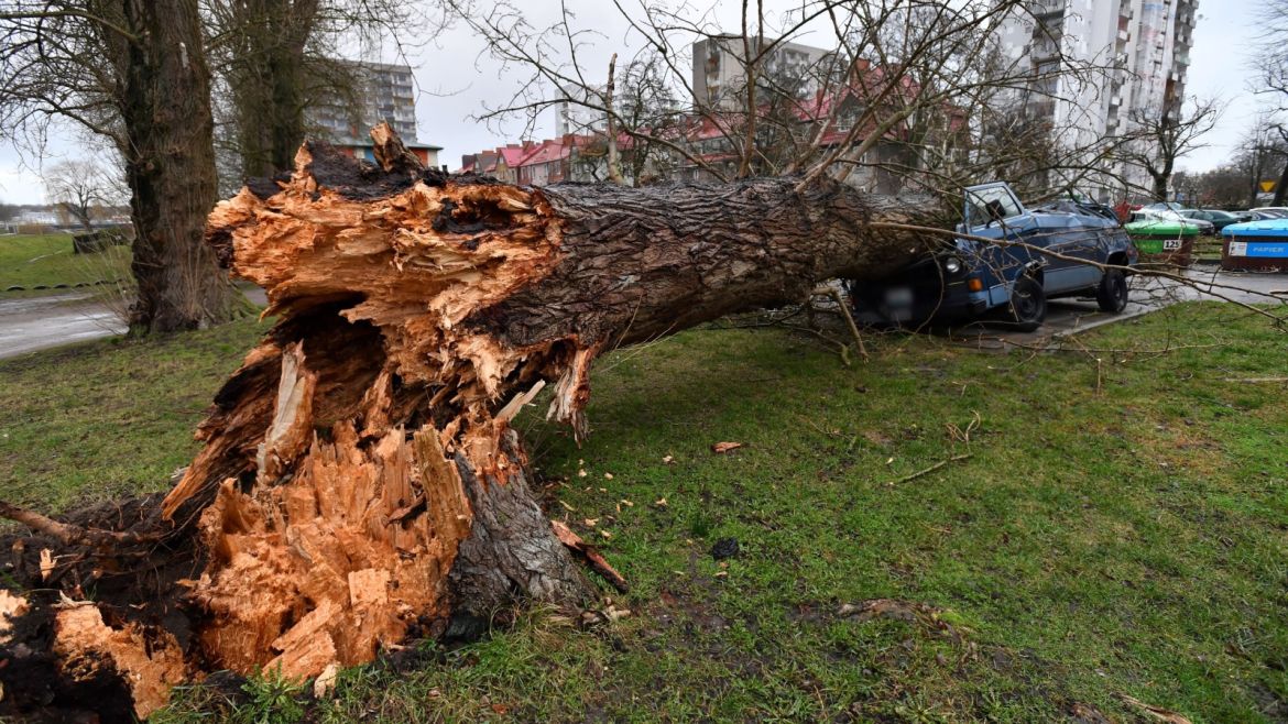 epa08208607 A damaged car after a tree fell in a street due to the heavy storm in Kolobrzeg, north-western Poland, 10 February 2020. Severe heavy storms passed over Poland causing damage to buildings, trees and electricity. EPA-EFE/MARCIN BIELECKI POLAND OUT
