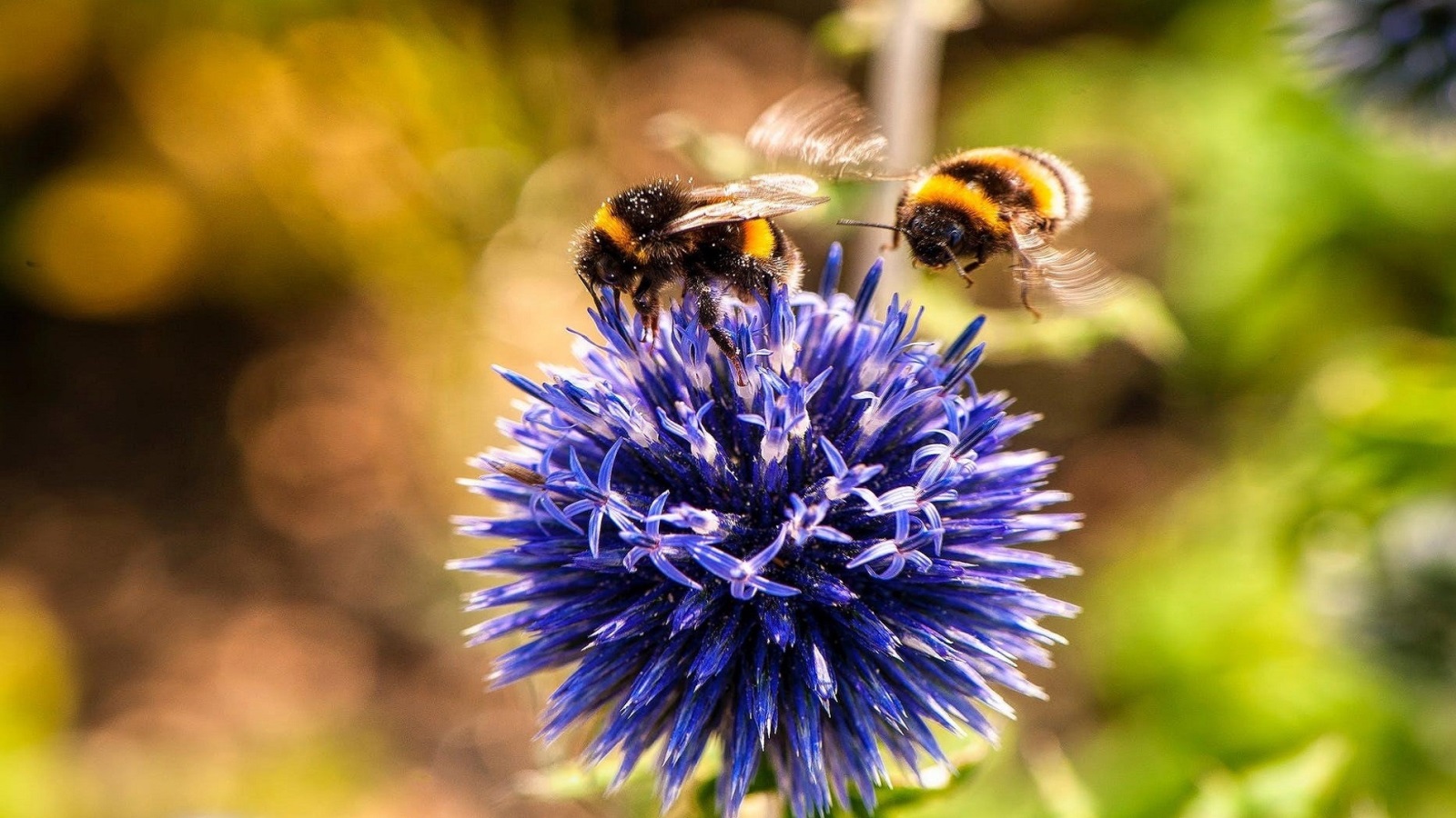‪تلعب أسراب النحل دورا كبيرا في تلقيح المحاصيل وزيادة الإنتاج‬ (بيكسابي)