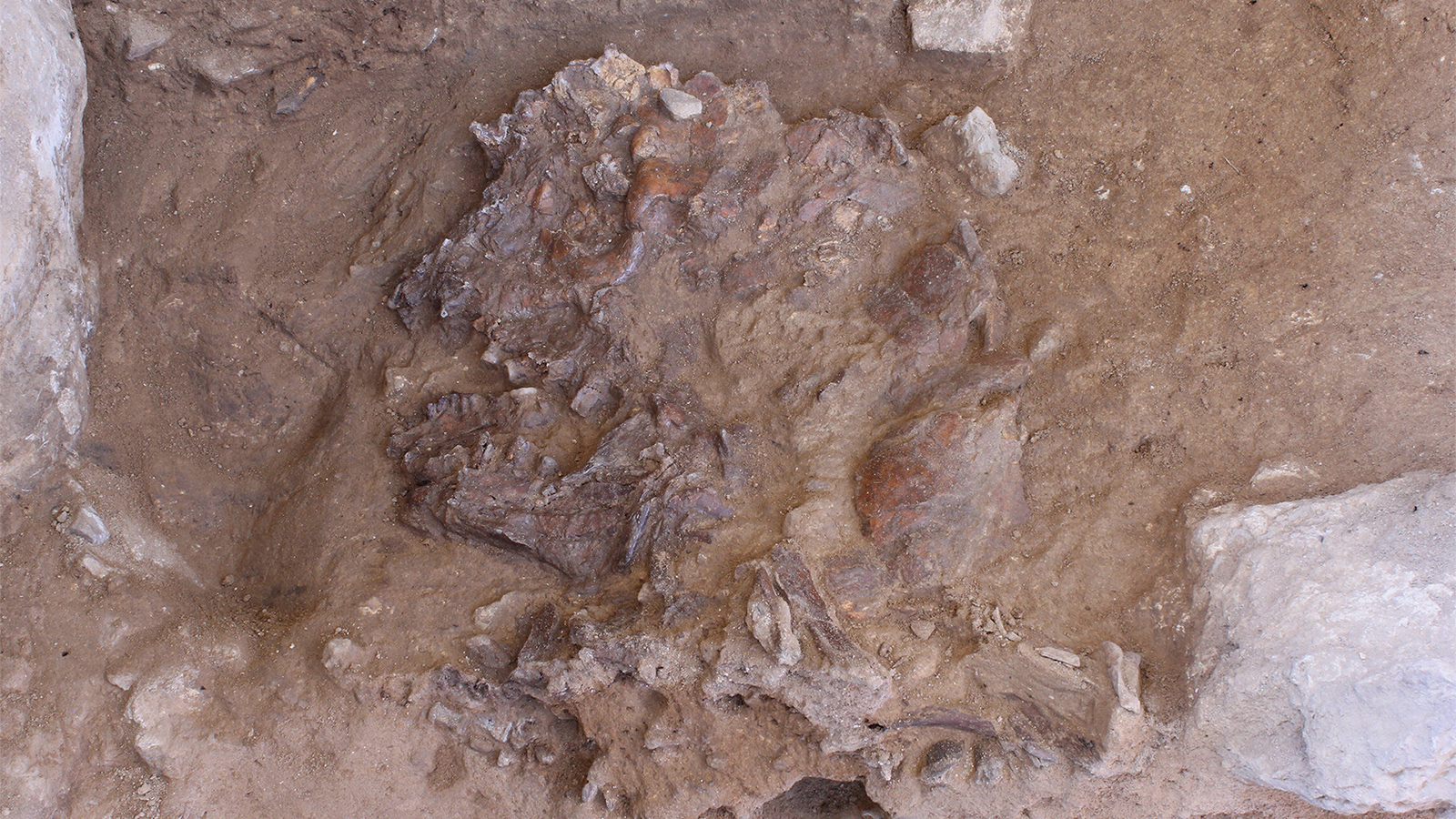 ‪‬ الهيكل العظمي الذي يعود لإنسان في منتصف العمر عاش قبل 70ألفعام(الصحافة البريطانية)