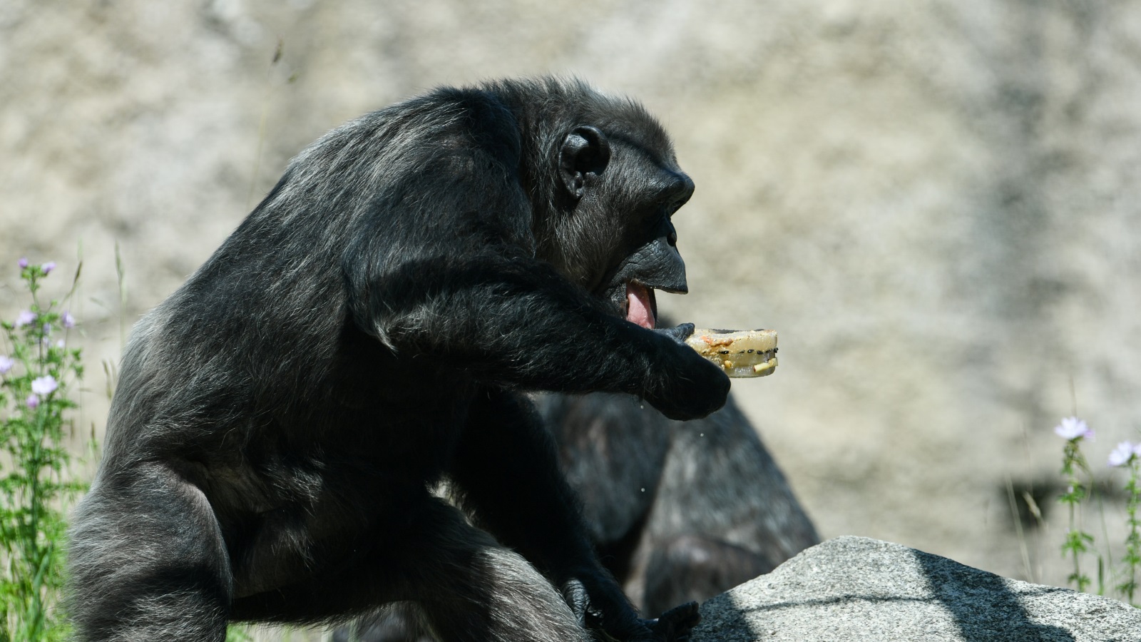 ‪الشامبانزي قادرة على استعمال الآلات وتناول المكسرات‬  (رويترز)