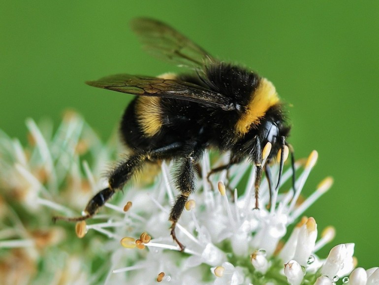 النحل في العموم، وتحديدا النحل الطنان، يواجه حاليا خطر الانقراض بسبب تغير المناخ (بيكساباي)